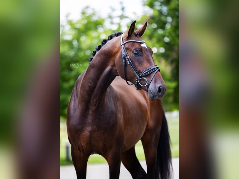 Westfaliano Caballo castrado 4 años 170 cm Castaño oscuro in H&#xF6;rstel