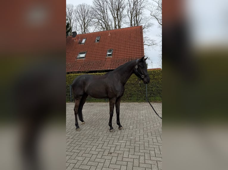 Westfaliano Caballo castrado 4 años 170 cm Morcillo in Hörstel