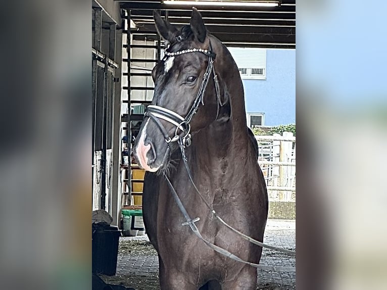 Westfaliano Caballo castrado 4 años 170 cm Negro in Heidesheim am Rhein