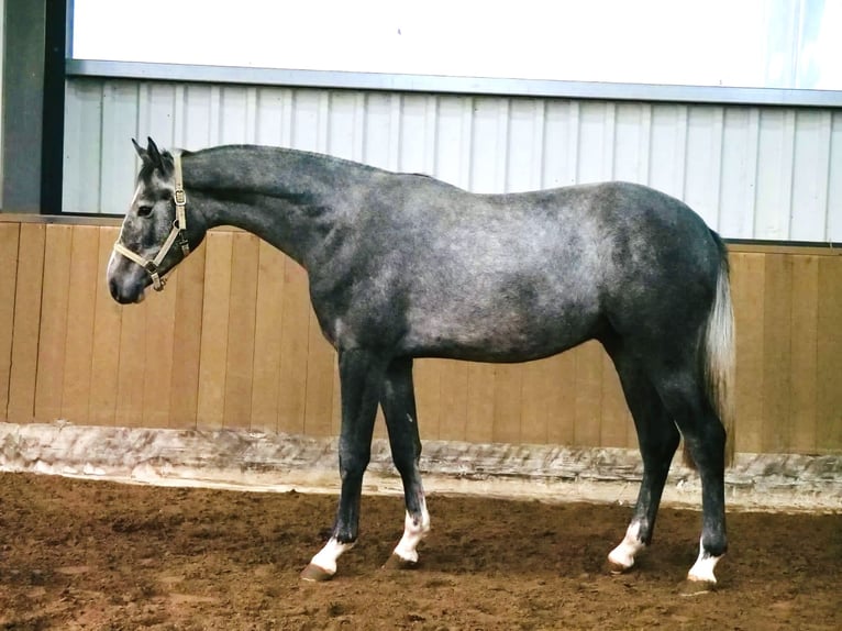 Westfaliano Caballo castrado 4 años 170 cm Tordo rodado in Dohren