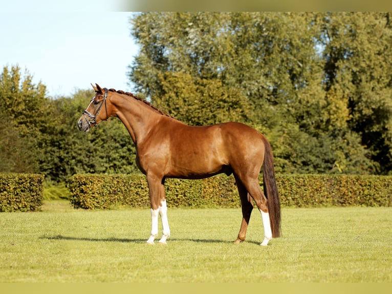 Westfaliano Caballo castrado 4 años 171 cm Alazán in Greven