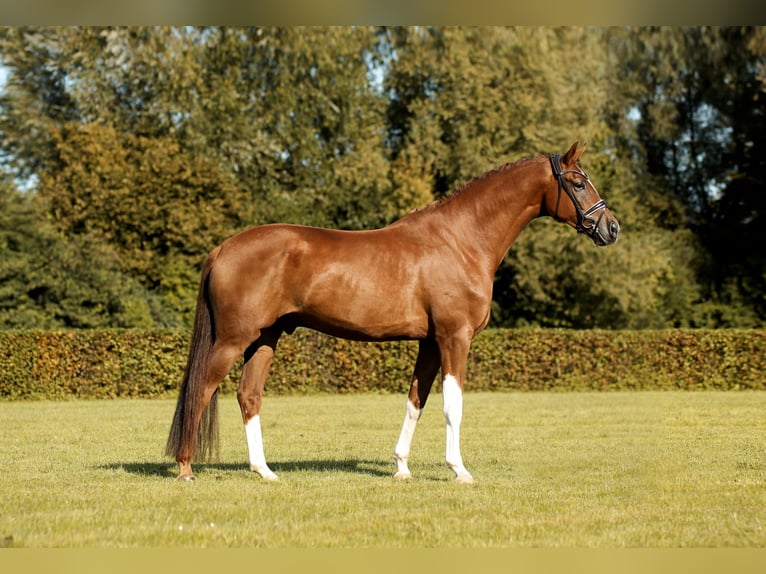 Westfaliano Caballo castrado 4 años 171 cm Alazán in Greven