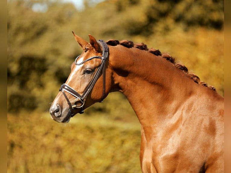 Westfaliano Caballo castrado 4 años 171 cm Alazán in Greven