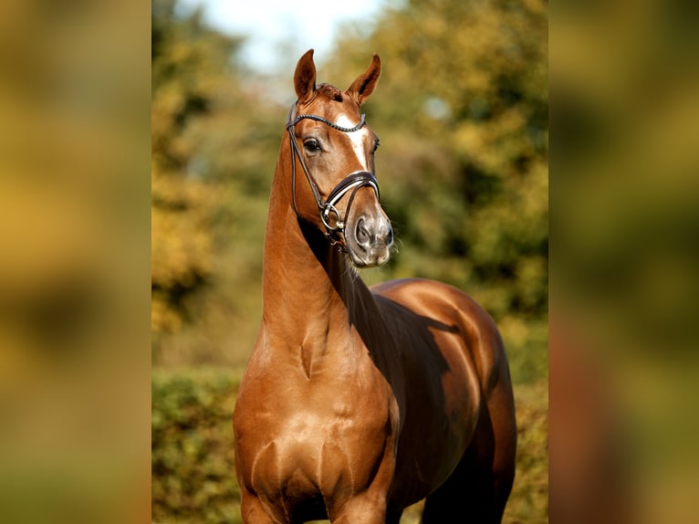 Westfaliano Caballo castrado 4 años 171 cm Alazán in Greven