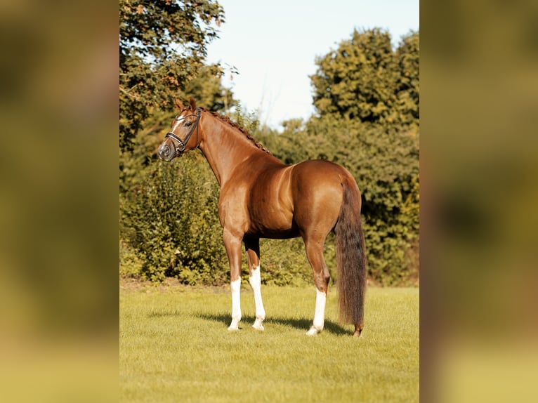 Westfaliano Caballo castrado 4 años 171 cm Alazán in Greven