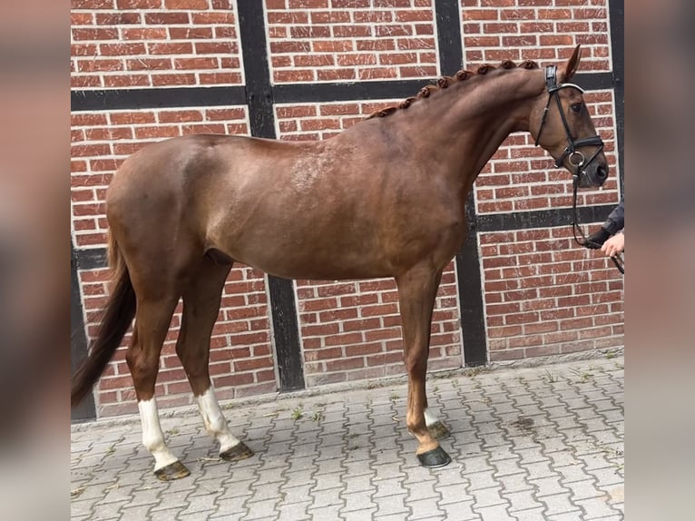 Westfaliano Caballo castrado 4 años 171 cm Alazán in Telgte
