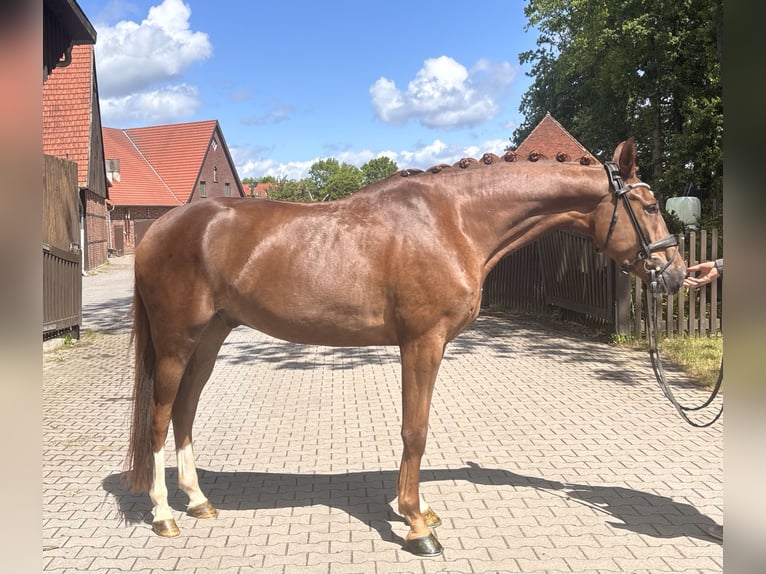 Westfaliano Caballo castrado 4 años 171 cm Alazán in Telgte