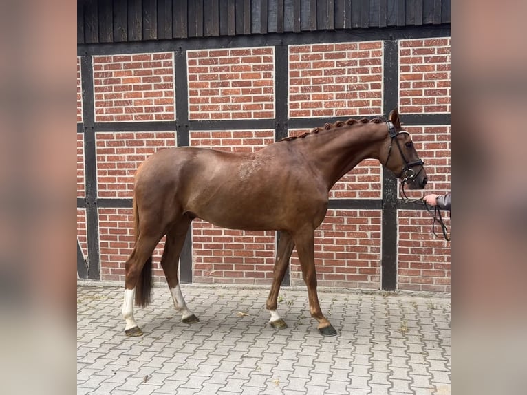 Westfaliano Caballo castrado 4 años 171 cm Alazán in Telgte