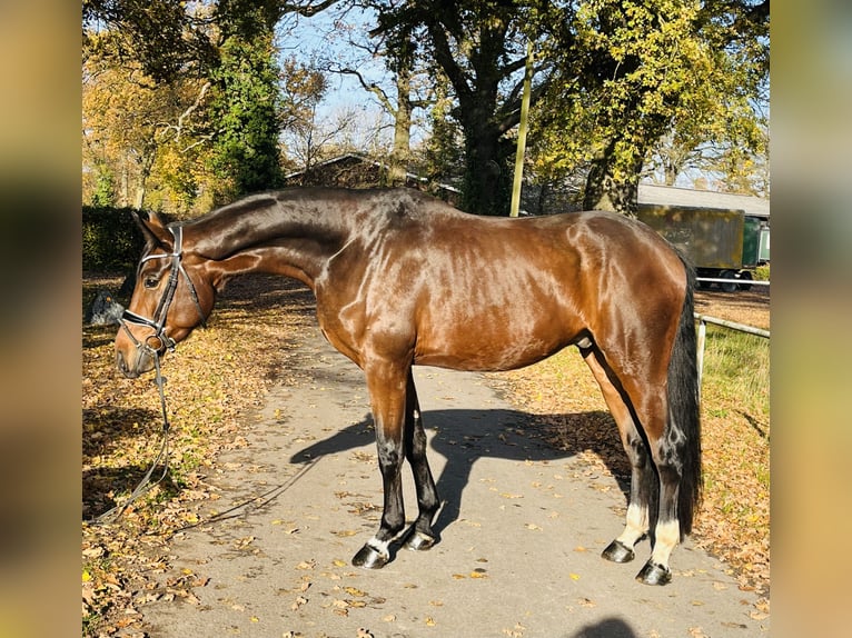 Westfaliano Caballo castrado 4 años 171 cm Castaño in Ennigerloh