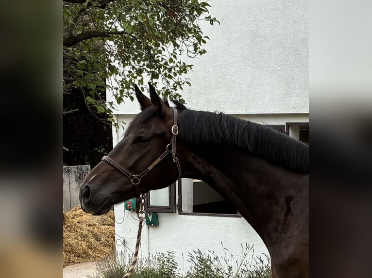 Westfaliano Caballo castrado 4 años 171 cm Castaño oscuro in Pfaffenhofen