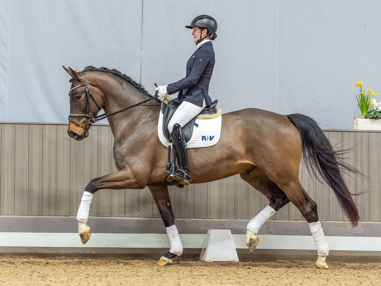 Westfaliano Caballo castrado 4 años 171 cm Castaño oscuro in Münster-Handorf