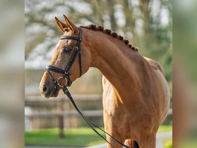 Westfaliano Caballo castrado 4 años 172 cm Alazán in Münster-Handorf