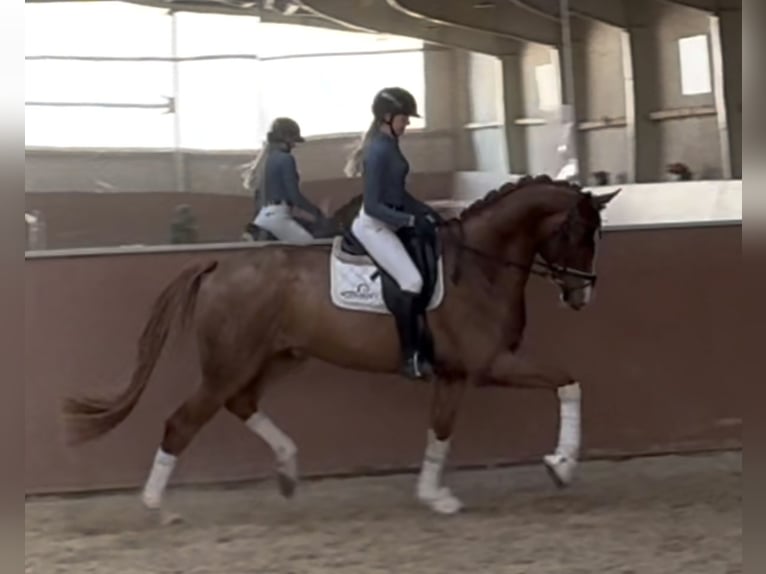 Westfaliano Caballo castrado 4 años 172 cm in Wehringen