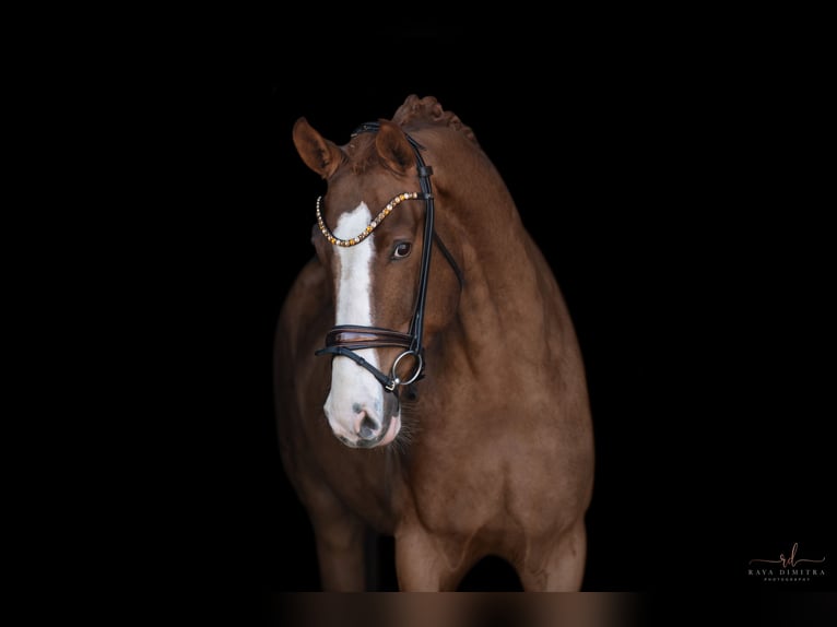 Westfaliano Caballo castrado 4 años 172 cm in Wehringen