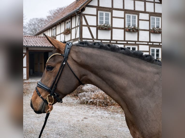 Westfaliano Caballo castrado 4 años 172 cm Castaño in BielefeldBielefeld