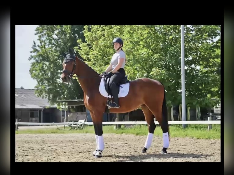 Westfaliano Caballo castrado 4 años 172 cm Castaño in Rheda-Wiedenbrück