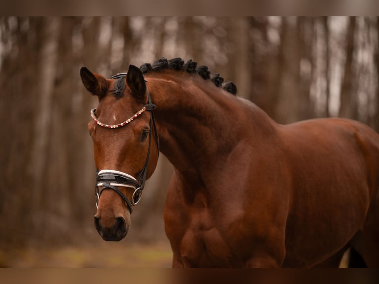 Westfaliano Caballo castrado 4 años 172 cm Castaño in Wehringen