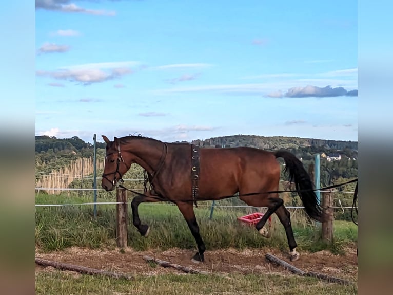 Westfaliano Caballo castrado 4 años 172 cm Castaño in Windeck