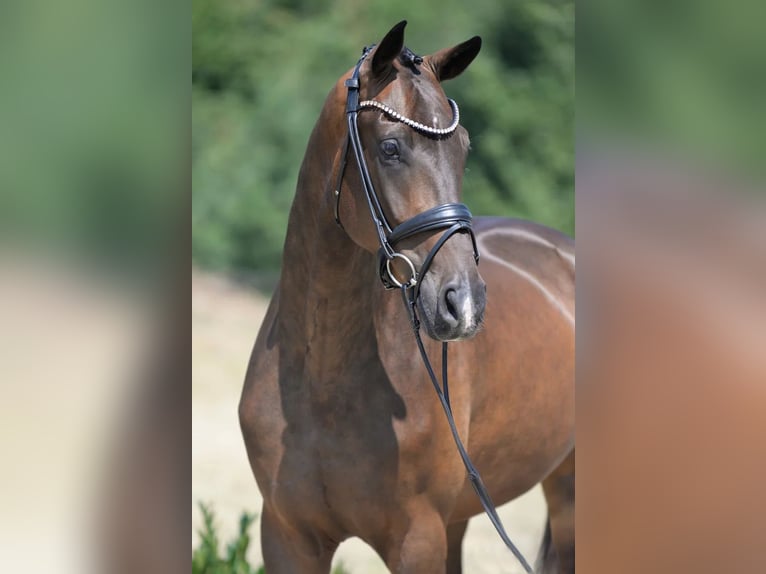 Westfaliano Caballo castrado 4 años 172 cm Castaño oscuro in Sassenberg
