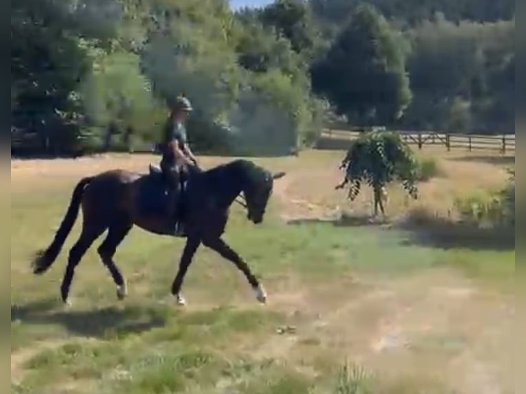 Westfaliano Caballo castrado 4 años 172 cm Castaño oscuro in St Vith