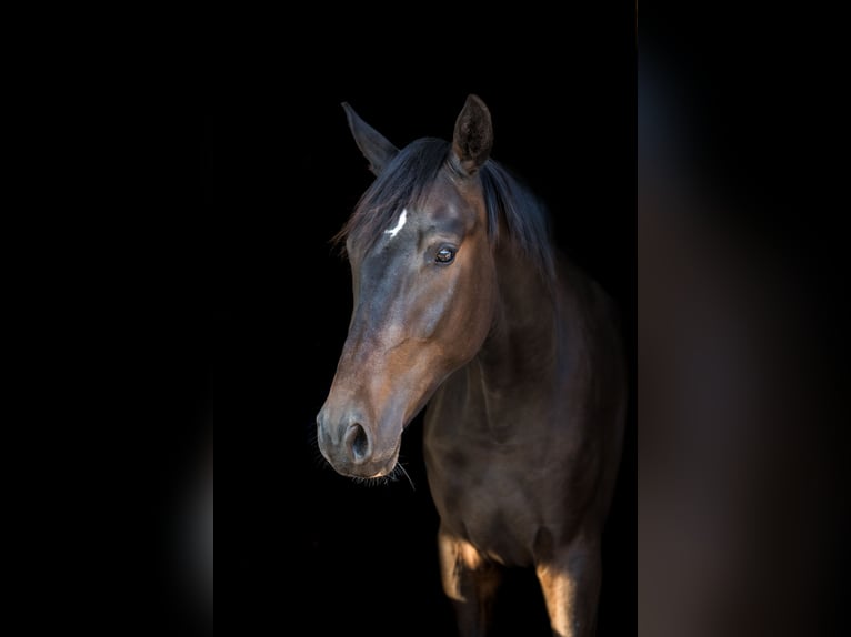 Westfaliano Caballo castrado 4 años 172 cm Castaño oscuro in St Vith