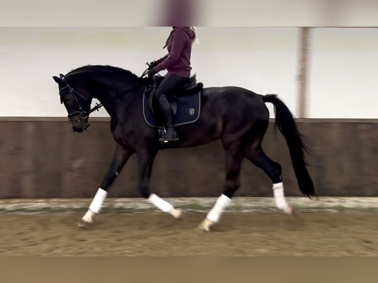 Westfaliano Caballo castrado 4 años 172 cm Castaño oscuro in Sundern Westfaliano Caballo castrado 4 años 172 cm Castaño oscuro in Sundern