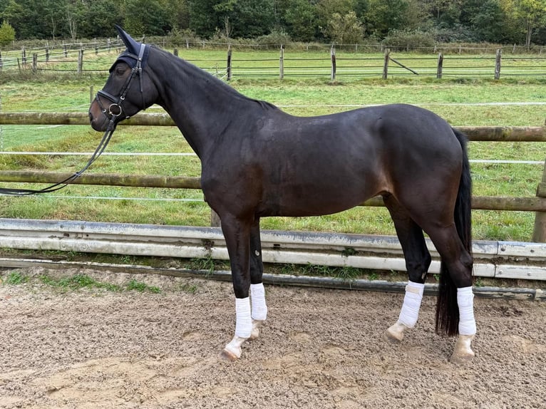 Westfaliano Caballo castrado 4 años 172 cm Castaño oscuro in Sundern Westfaliano Caballo castrado 4 años 172 cm Castaño oscuro in Sundern
