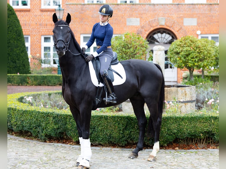 Westfaliano Caballo castrado 4 años 172 cm Negro in Kirchlinteln