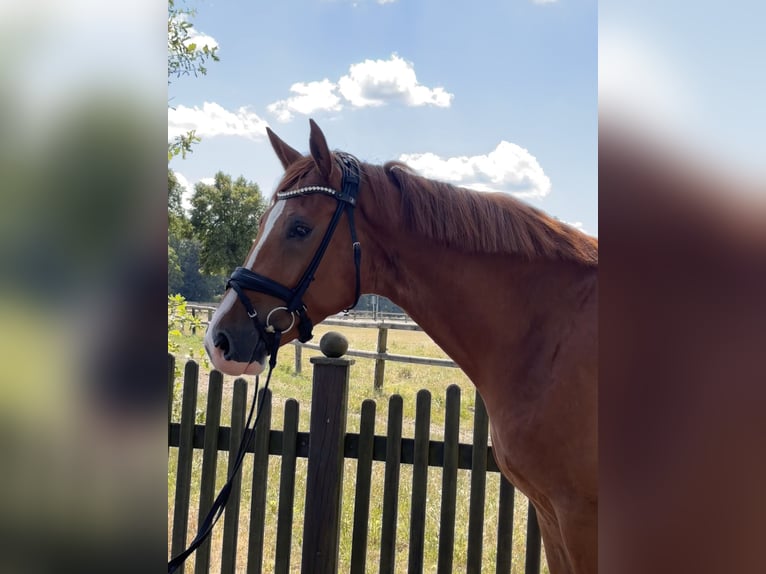 Westfaliano Caballo castrado 4 años 173 cm Alazán in Telgte