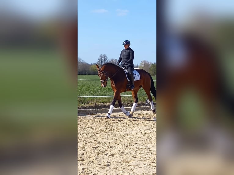 Westfaliano Caballo castrado 4 años 173 cm Castaño in Rhede