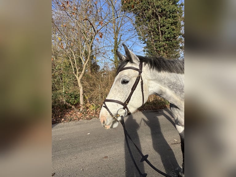 Westfaliano Caballo castrado 4 años 173 cm Tordo in Kruft