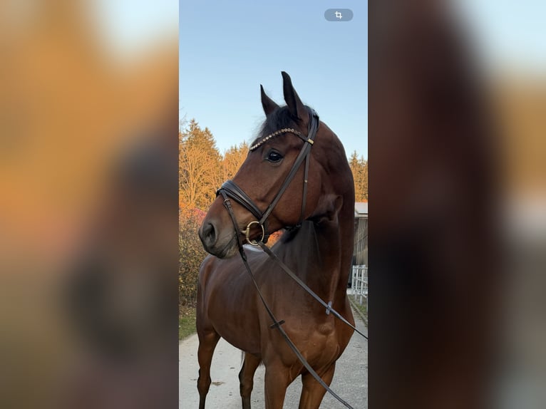 Westfaliano Caballo castrado 4 años 174 cm Castaño in Chieming