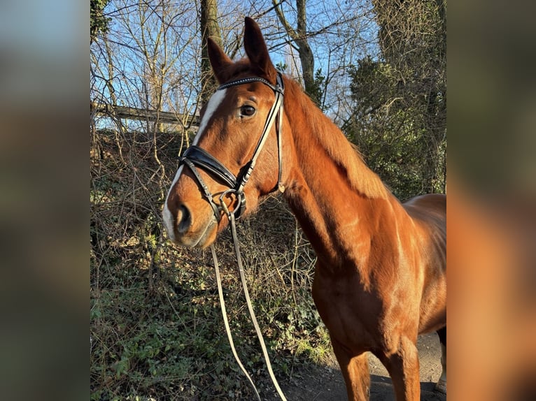 Westfaliano Caballo castrado 4 años 175 cm Alazán in Oberhausen