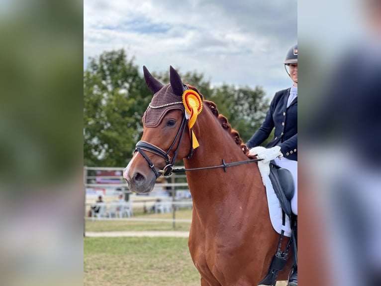 Westfaliano Caballo castrado 4 años 175 cm Alazán in Heidesheim am Rhein