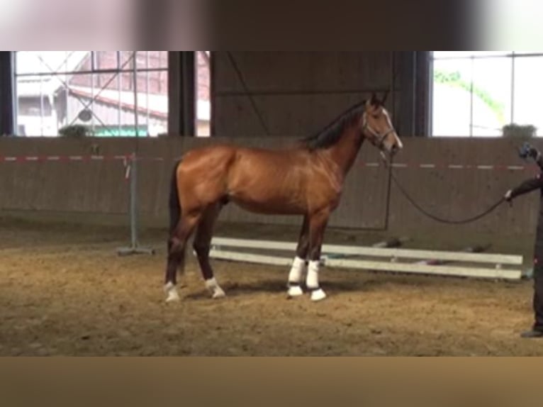 Westfaliano Caballo castrado 4 años 175 cm  in Lüdinghausen