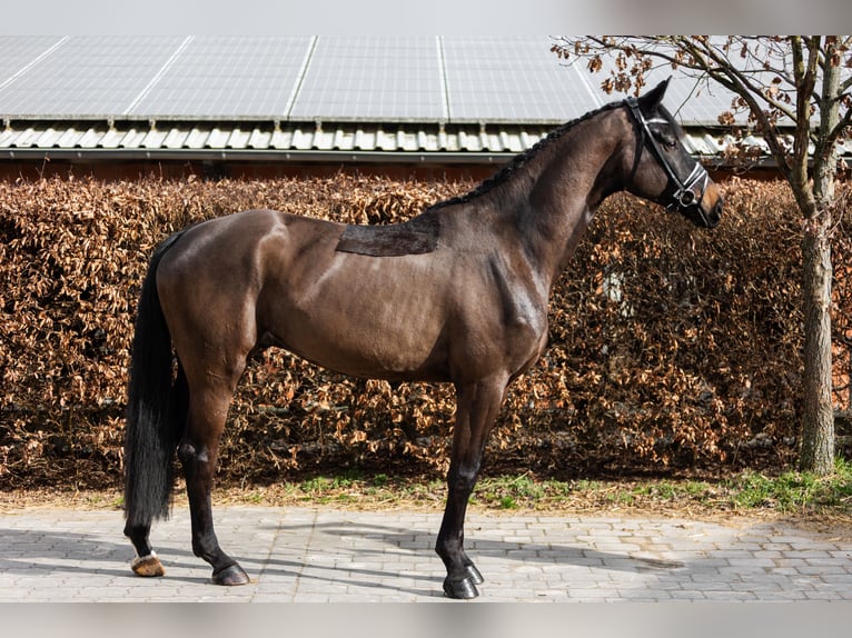Westfaliano Caballo castrado 4 años 175 cm Morcillo in Büren