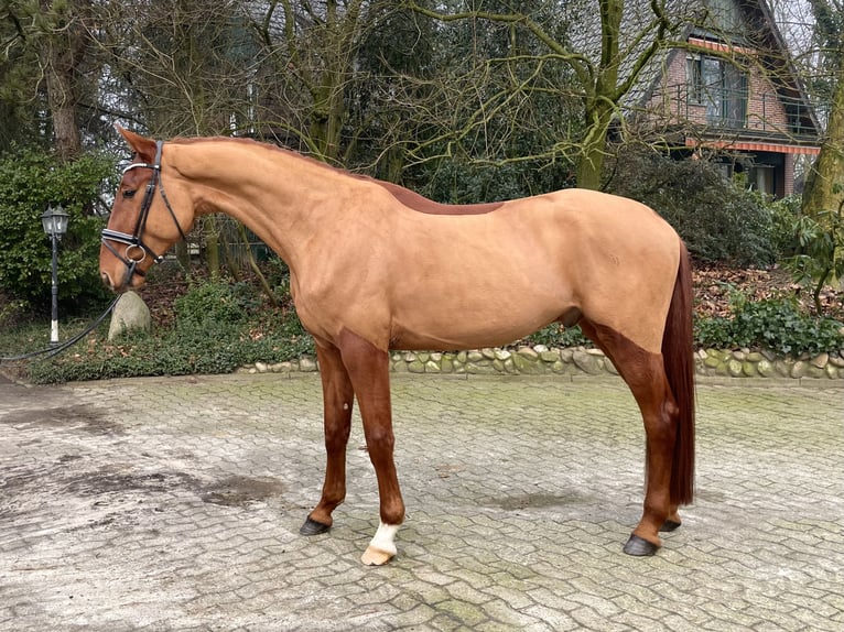 Westfaliano Caballo castrado 4 años 176 cm Alazán in Warendorf