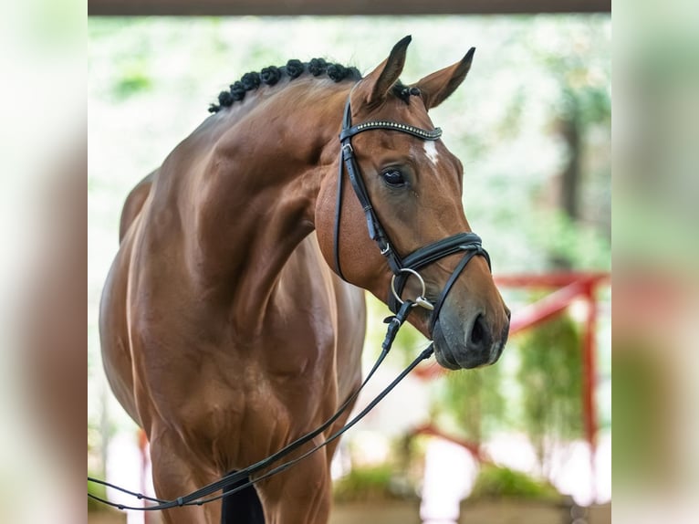 Westfaliano Caballo castrado 4 años 176 cm Castaño in Mnster-Handorf