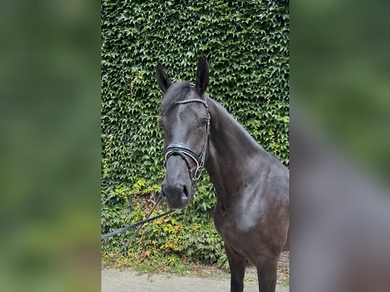 Westfaliano Caballo castrado 4 años 176 cm Negro in Rees