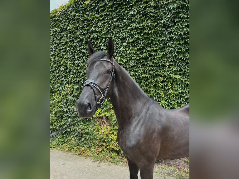 Westfaliano Caballo castrado 4 años 176 cm Negro in Rees