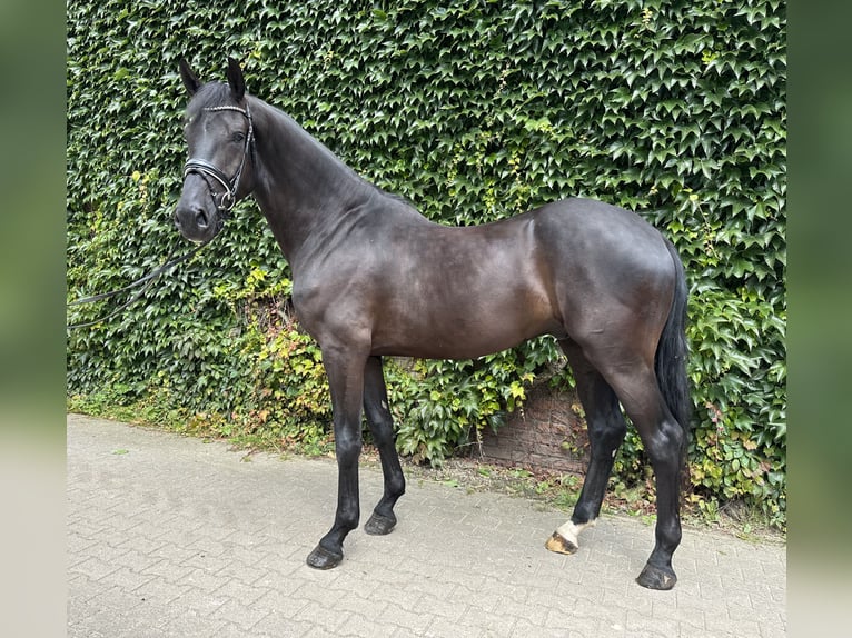 Westfaliano Caballo castrado 4 años 176 cm Negro in Rees