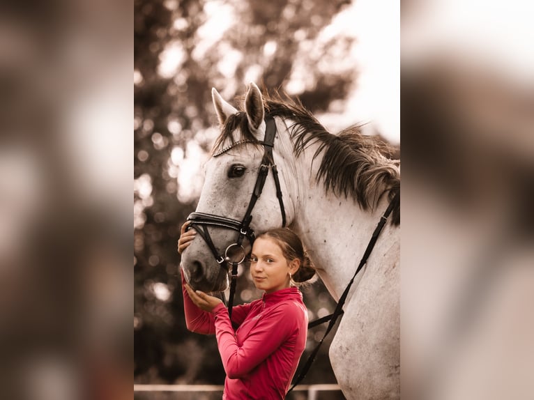 Westfaliano Caballo castrado 4 años 176 cm Tordo rodado in Berkatal