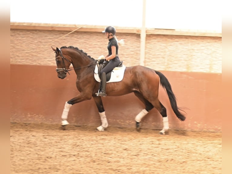 Westfaliano Caballo castrado 4 años 177 cm Castaño in Wehringen