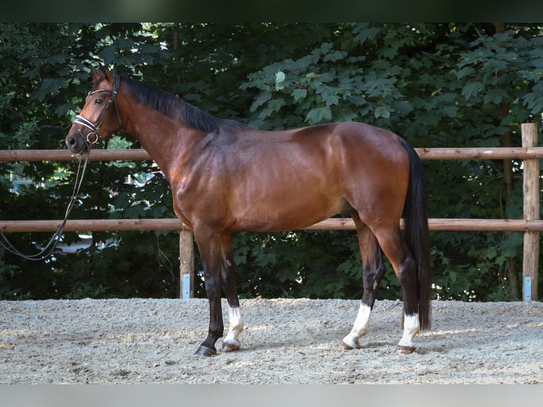 Westfaliano Caballo castrado 4 años 177 cm Castaño in Wuppertal