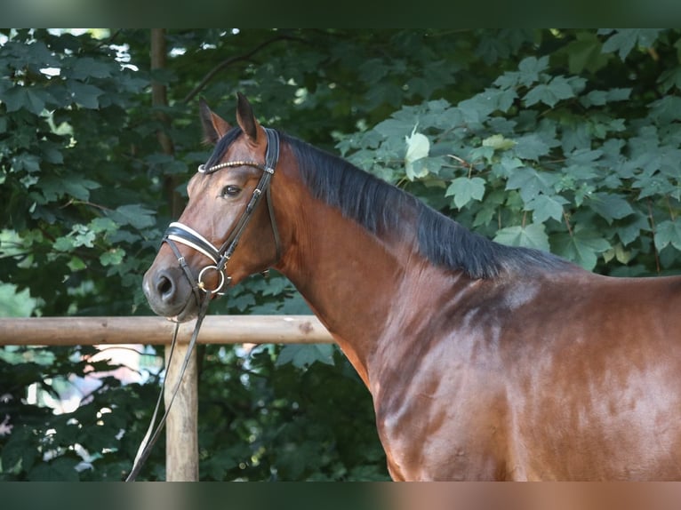 Westfaliano Caballo castrado 4 años 177 cm Castaño in Wuppertal