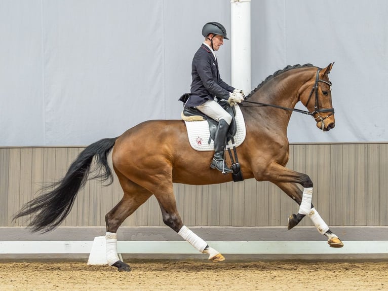 Westfaliano Caballo castrado 4 años 178 cm Castaño in Münster-Handorf