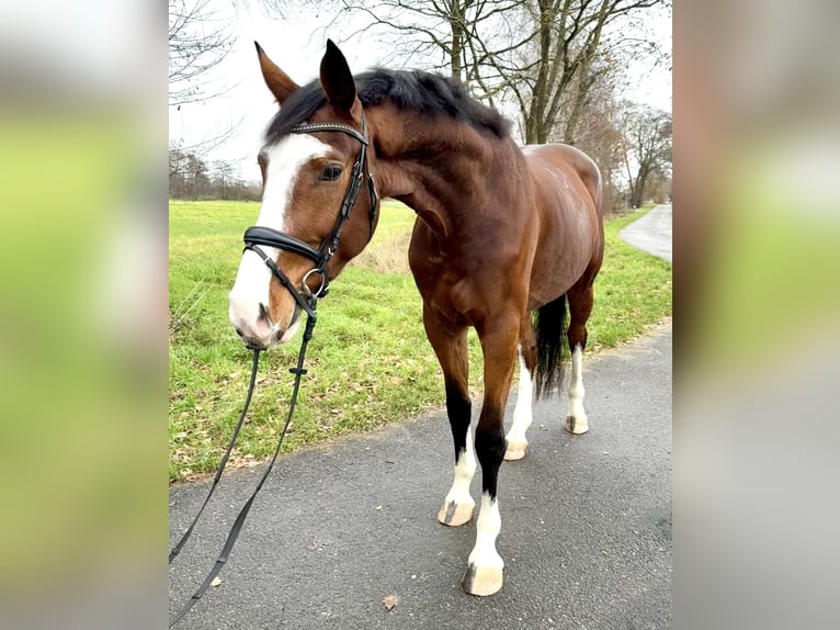 Westfaliano Caballo castrado 4 años 178 cm Castaño in Lingen