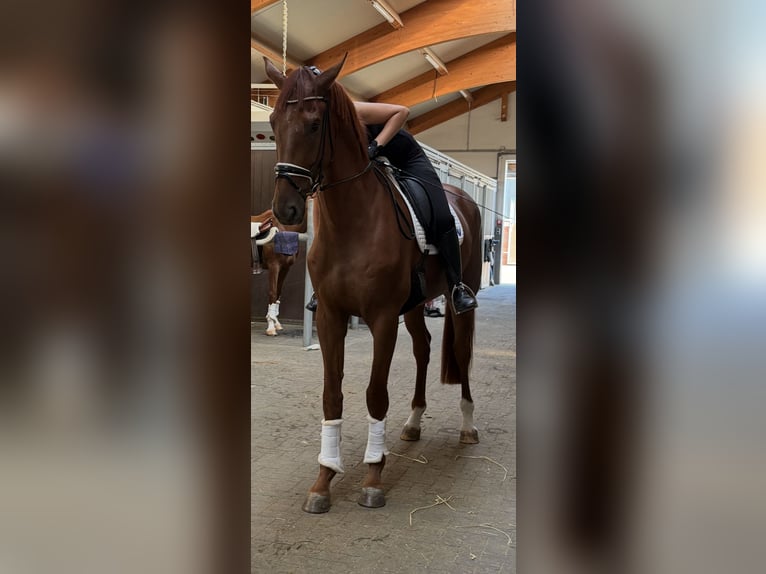 Westfaliano Caballo castrado 4 años 180 cm Alazán in Ahlen