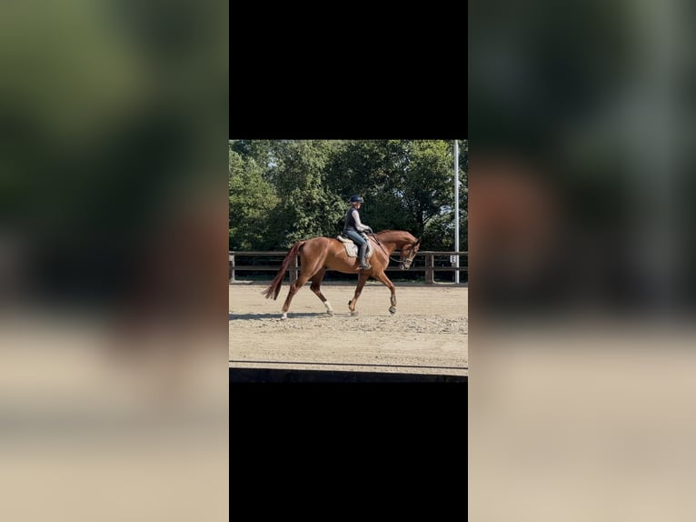 Westfaliano Caballo castrado 4 años 180 cm Alazán in Ahlen