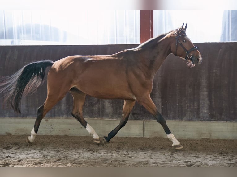 Westfaliano Caballo castrado 4 años 180 cm Castaño in Bohmte
